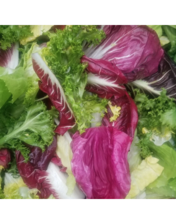 Italian Chicory Mix, Mix of Traditional Italian Salads, Chiogga, Sugar Loaf, Scirolo, Verona - [ Shop Canadian Seeds Online ]  -