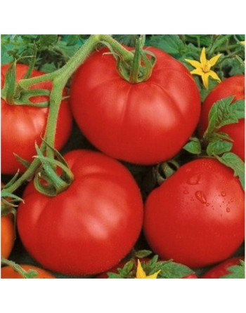Ace 55VF Tomato, Pomodoro, Tomato Seeds - [ Shop Canadian Seeds Online ]  - Tomato Seeds - 