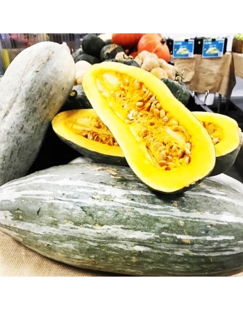 Guatemalan Blue Squash Seeds, South American, Fall/Winter - [ Shop Canadian Seeds Online ]  - Squash - 