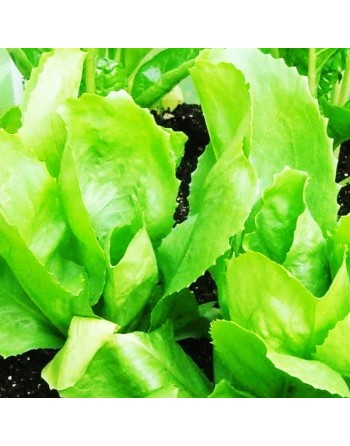 Broad-Leaved Batavian Endive, Full Heart Escarole - [ Seed2Go.ca ] - [Seed Packets] - Endive - 