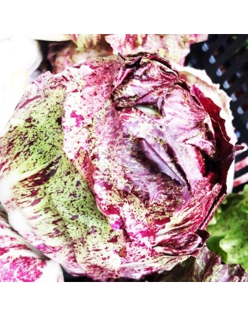 Castelfranco Chicory, Radicchio, Variegata di Castelfranco - [ Garden Seeds, Seed2Go.ca] - V-CC - Chicory Endive & Escarole