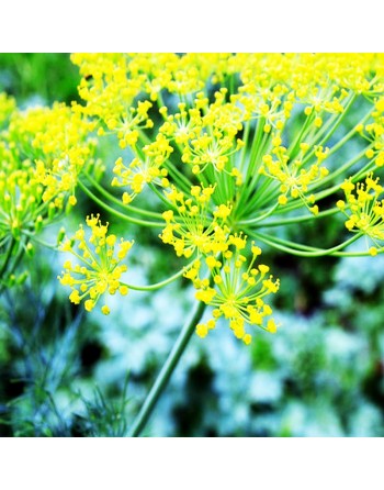 Old Fashioned Traditional Bouquet Dill, South-East Europe, Herb Seeds - [ Seed2Go.ca ] - [Seed Packets] - Herb Seeds - 