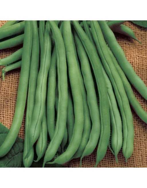 Blue Lake Nano Mangiatutto, White Seed, Bush Bean - [ Garden Seeds, Seed2Go.ca] - VB-BLN - Bush Beans