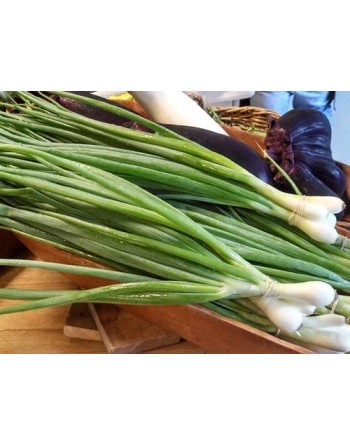 Japanese Ishikura Welsh Bunching Onion Seeds, Green Onions - [ Shop Canadian Seeds Online ]  - Onion - 