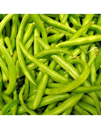 Tendergreen Bush Bean, Stringless Bean, Fagiolo, Bean Seeds - [ Seed2Go.ca ] - [Seed Packets] - Bush Beans - 