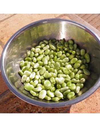 Histal Fava Bean, Broad Bean - [ Garden Seeds, Seed2Go.ca] - VB-FAVA - Bean/Pea