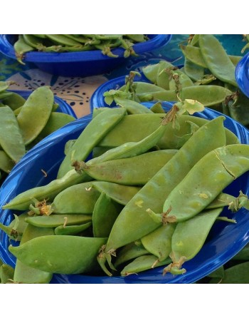 Stringless, Edible, Snow Pea, Southeast Asia - [ SEED2GO.CA] - V-SNP - Bean/Pea