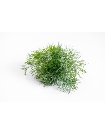 Old Fashioned Traditional Bouquet Dill, South-East Europe, Herb Seeds - [ Seed2Go.ca ] - [Seed Packets] - Herb Seeds - 