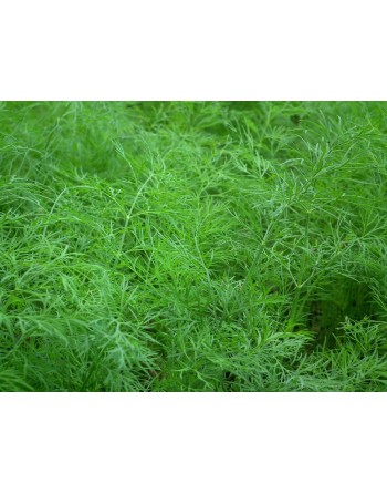 Old Fashioned Traditional Bouquet Dill, South-East Europe, Herb Seeds - [ Seed2Go.ca ] - [Seed Packets] - Herb Seeds - 