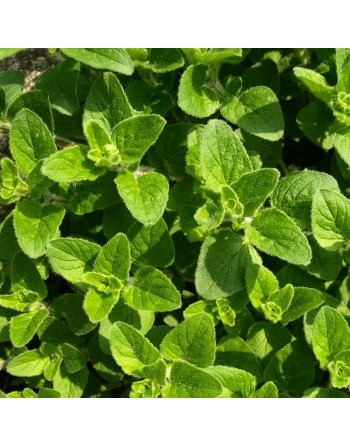 Greek Oregano, Herb Seeds - [ Seed2Go.ca ] - [Seed Packets] - Herb Seeds - 
