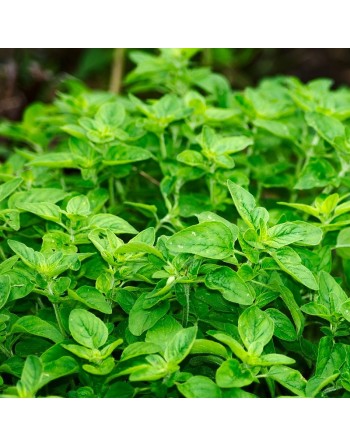 Greek Oregano, Herb Seeds - [ Seed2Go.ca ] - [Seed Packets] - Herb Seeds - 