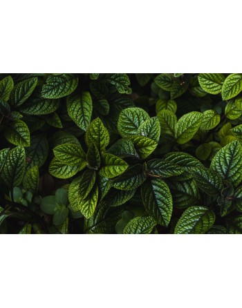 Peppermint Herb Seeds, Mentha x Piperata, The Best Mint, Hot Heat, Spreader - [ Seed2Go.ca ] - [Seed Packets] - Mint - 