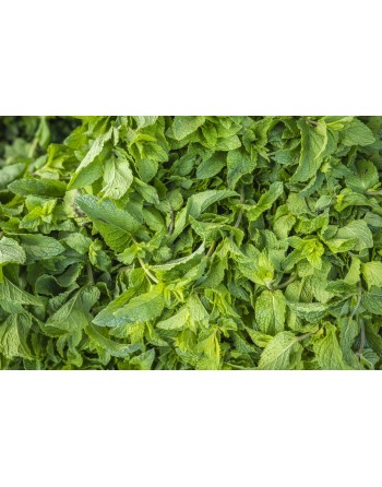 Peppermint Herb Seeds, Mentha x Piperata, The Best Mint, Hot Heat, Spreader - [ Seed2Go.ca ] - [Seed Packets] - Mint - 