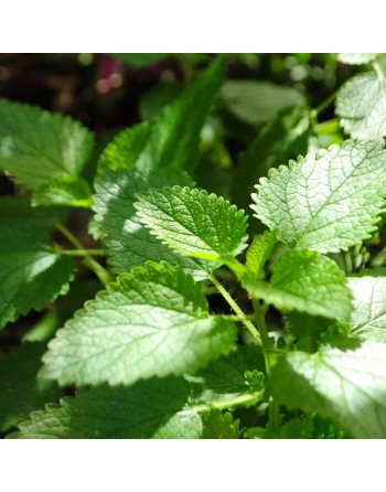 Peppermint Herb Seeds, Mentha x Piperata, The Best Mint, Hot Heat, Spreader - [ Seed2Go.ca ] - [Seed Packets] - Mint - 