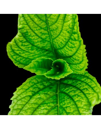 Green Mint Herb, Mentha Spicata, Mojito Mint Herb Seed - [ Seed2Go.ca ] - [Seed Packets] - Mint - 