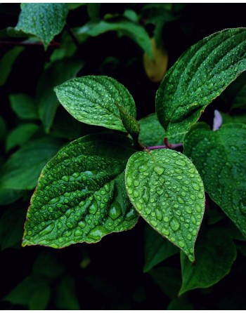 Green Mint Herb, Mentha Spicata, Mojito Mint Herb Seed - [ Seed2Go.ca ] - [Seed Packets] - Mint - 