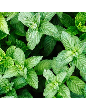 Spearmint Mint, European & Asia Herb, Mint Herb Seeds - [ Seed2Go.ca ] - [Seed Packets] - Mint - 