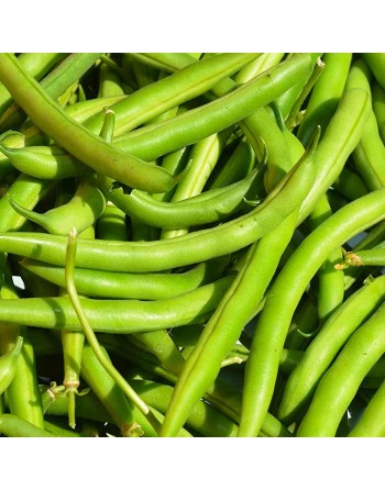 Green Bean, Stringless, Provider, Bush Bean, Organic - [ SEED2GO.CA] - V-GLPV - Bush Beans