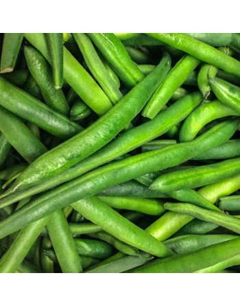 Tendergreen Bush Bean, Stringless Bean, Fagiolo, Bean Seeds - [ Seed2Go.ca ] - [Seed Packets] - Bush Beans - 
