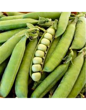 Laxton's Progress No.9 Shelling Bush Pea, Pisello Nano, English - [ SEED2GO.CA] - V-PN9 - Bean/Pea