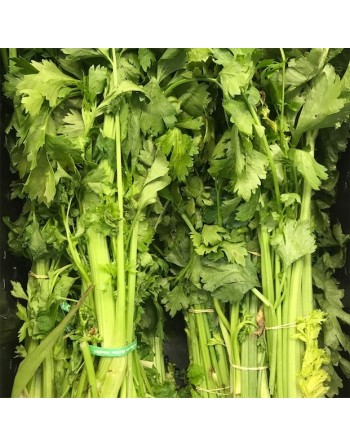 Chinese Celery, Kintsai Chinese Yellow Stem Celery, Boly, Cutting Celery, Nan Ling, Gin Cai, Kun Choy, Kan Tsoi - [ Seed2Go.ca ]
