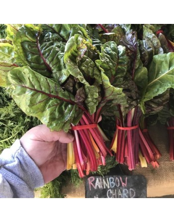 Red Rhubarb Swiss Chard - [ Garden Seeds, Seed2Go.ca] - V-RRS - Swiss Chard