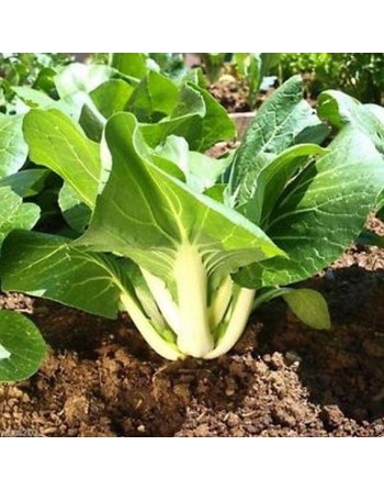 Short White Stock Cabbage, White Stem, Ho Tau Bok - [ Garden Seeds, Seed2Go.ca] - V-BCC - Cabbage