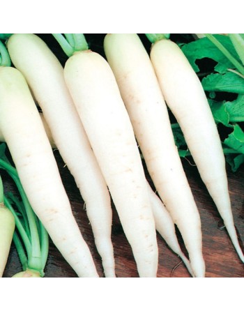 Spring White F1, White Icicle Radish, Lady Fingers Radish - [ Seed2Go - Canada ] - V-WIR - Radish