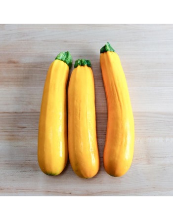 Golden Yellow Zucchini, Summer Squash, Golden Zucchini - [ Shop Canadian Seeds Online ]  - Zucchini - 
