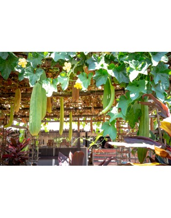Smooth Luffa Cylindrica, Tri-Leaf Type, Luffa Seeds - [ Seed2Go.ca ] - [Seed Packets] - Okra - 