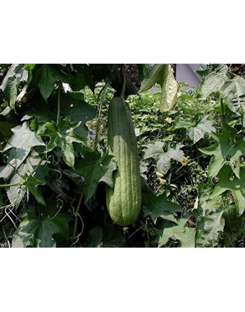 Smooth Luffa Cylindrica, Tri-Leaf Type, Luffa Seeds - [ Seed2Go.ca ] - [Seed Packets] - Okra - 