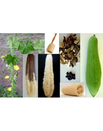 Smooth Luffa Cylindrica, Tri-Leaf Type, Luffa Seeds - [ Seed2Go.ca ] - [Seed Packets] - Okra - 