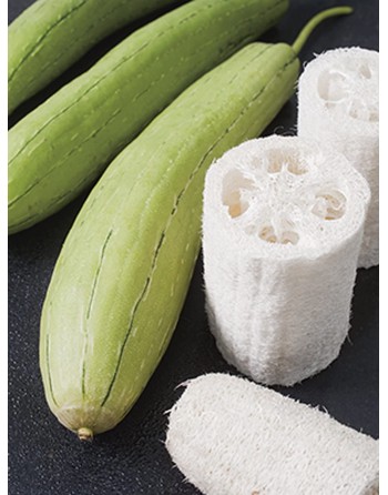 Smooth Luffa Cylindrica, Tri-Leaf Type, Luffa Seeds - [ Seed2Go.ca ] - [Seed Packets] - Okra - 