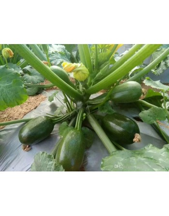 Round Zucchini, Di Nizza, Courgettes - [ Shop Canadian Seeds Online ]  - Zucchini - 