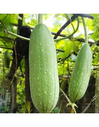 Smooth Luffa Cylindrica, Tri-Leaf Type, Luffa Seeds - [ Seed2Go.ca ] - [Seed Packets] - Okra - 