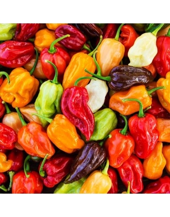 Habanero Pepper Mix: Chocolate, White, Green, Red, Orange, Yellow, Pepper Seeds - [ Shop Canadian Seeds Online ]  - Pepper Seeds