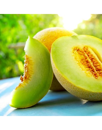 Honey Dew Melon, Honeydew, Bailan Melons, Melon Tuna, Prickly Pear Melon Seeds - [ Shop Canadian Seeds Online ]  - Melon - 
