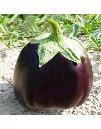 Black Beauty Eggplant, ​Belezza Nera o Black Beauty - [ Shop Canadian Seeds Online ]  - Eggplant - 