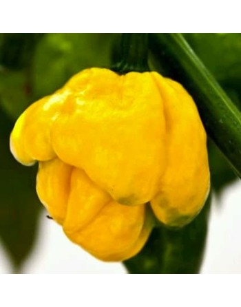 Yellow Scotch Bonnet Pepper, Extra Super Hot, Martinique Pepper, Jamaican Hot, Bahama Mama, Pepper Seeds - [ Seed2Go.ca ] - [See