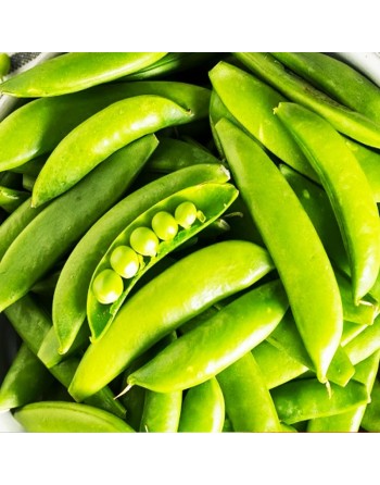 Stringless, Edible, Snow Pea, Southeast Asia - [ SEED2GO.CA] - V-SNP - Bean/Pea