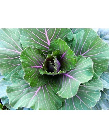 Kale Blue Scotch, Blue Curled Scotch, Scottish Heirloom - [ Seed2Go.ca ] - [Seed Packets] - Kale