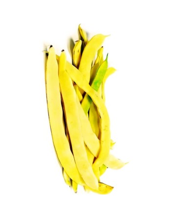 Walking Bean, Venice Marvel, Pole Bean, Climbing Bean, Meraviglia Di Venezia Grano Nero Rampicante Mangiatutto - [ Seed2Go.ca ] 