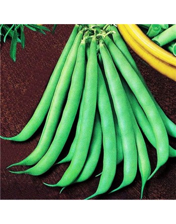 Roma 2 Nano Broad Mangiatutto, Roma II Nano, Bush Bean, Tuscany Italy - [ Garden Seeds, Seed2Go.ca] - VB-R2N - Bush Beans