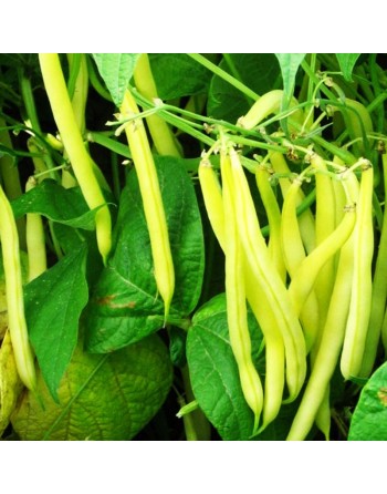 Yellow Golden Butterwax, White Seed, Dwarf Bush Bean, Stringless - [ Shop Canadian Seeds Online ]  - Bush Beans - 