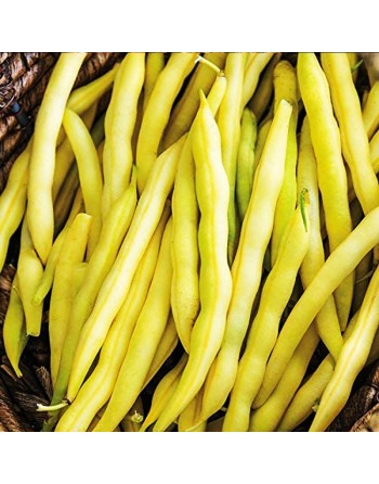 Yellow Golden Butterwax, White Seed, Dwarf Bush Bean, Stringless - [ Shop Canadian Seeds Online ]  - Bush Beans - 