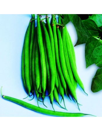 Blue Lake Rampicante Mangiatutto, White Seed, Pole Bean, Stringless - [ Garden Seeds, Seed2Go.ca] - VB-BLRM - Bean/Pea