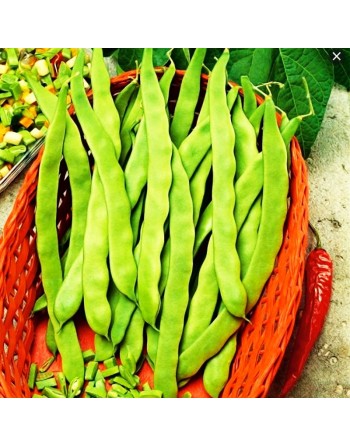 Marconi a Grano Bianco, Climbing Bean, French, White Seed, Romano, Pole Bean - [ Garden Seeds, Seed2Go.ca] - VB-MGB - Bean/Pea