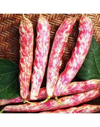 Drawf French Bush Bean Tongue of Fire Borlotto Lingua Di Fuoco Nano, Nano Da Sgnanare - [ Garden Seeds, Seed2Go.ca] - V-BORLOTTO