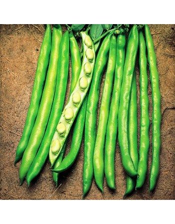 Histal Fava Bean, Broad Bean - [ Garden Seeds, Seed2Go.ca] - VB-FAVA - Bean/Pea