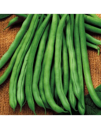 Blue Lake Nano Mangiatutto, White Seed, Bush Bean - [ Garden Seeds, Seed2Go.ca] - VB-BLN - Bush Beans